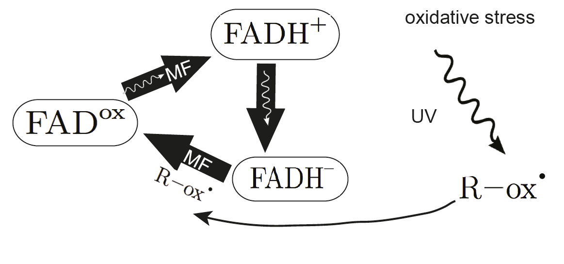 The Cryptochrome Connection (image credits: wikimedia)