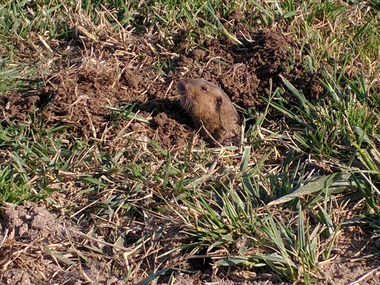 The Gopher Hypothesis: Nature’s Secret Engineers? (image credits: wikimedia)