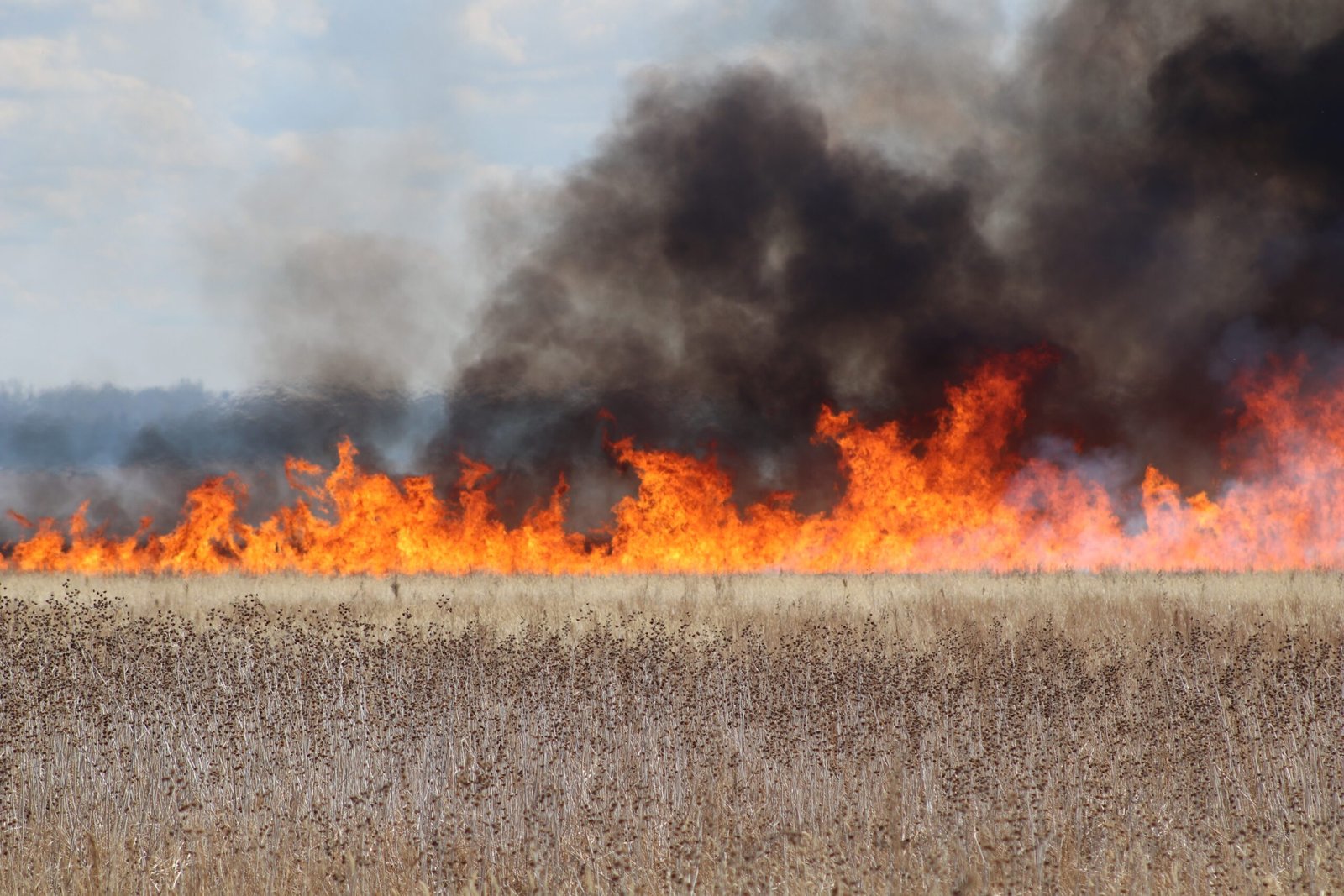 Fire and Vegetation: The Influence of Prairie Ecosystems (image credits: wikimedia)