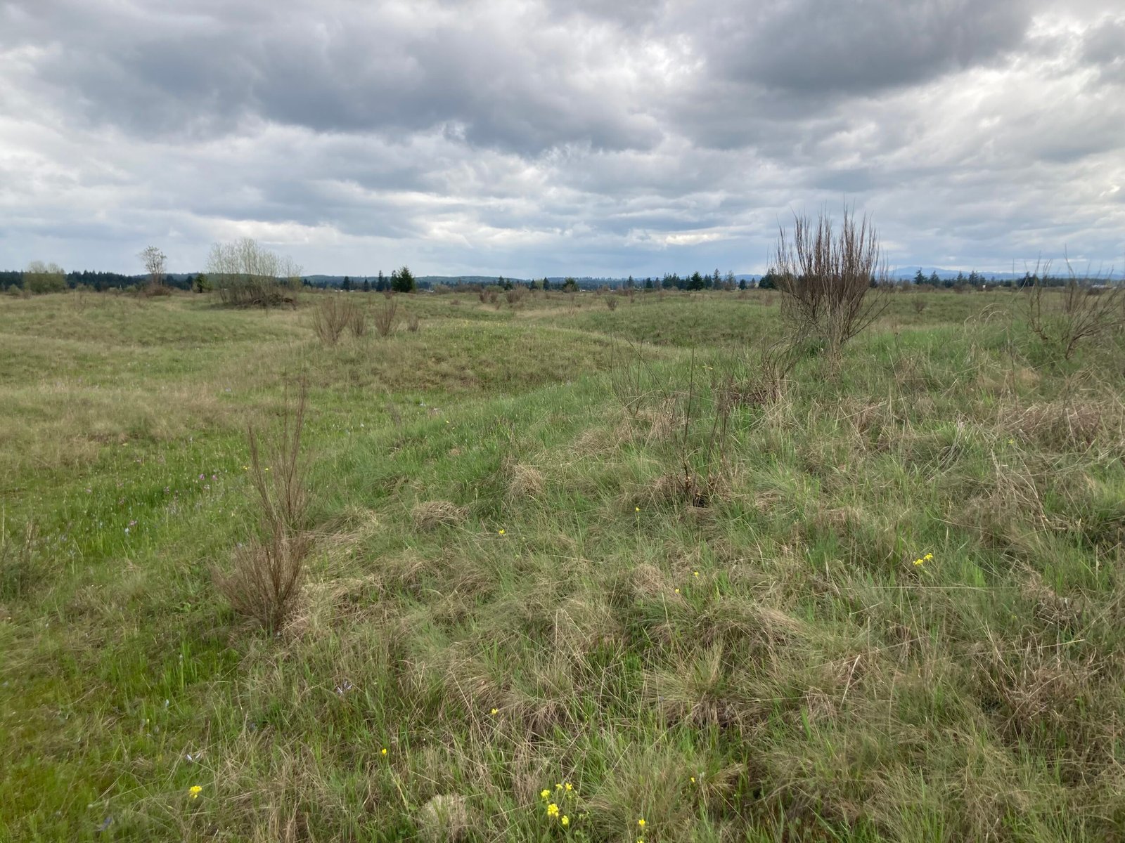 What the Mima Mounds Teach Us About Nature’s Mysteries (image credits: wikimedia)