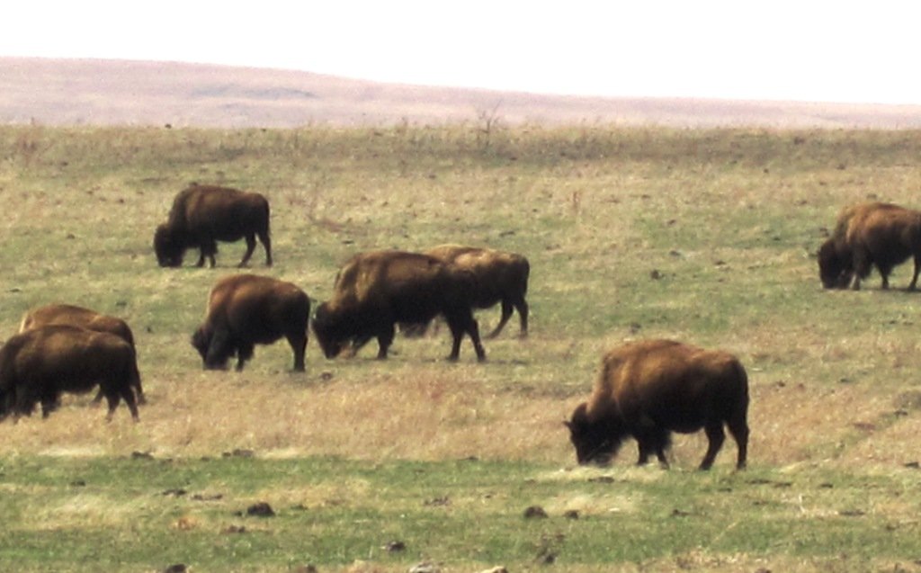 Bison: Restorers of the Open Plains (image credits: wikimedia)