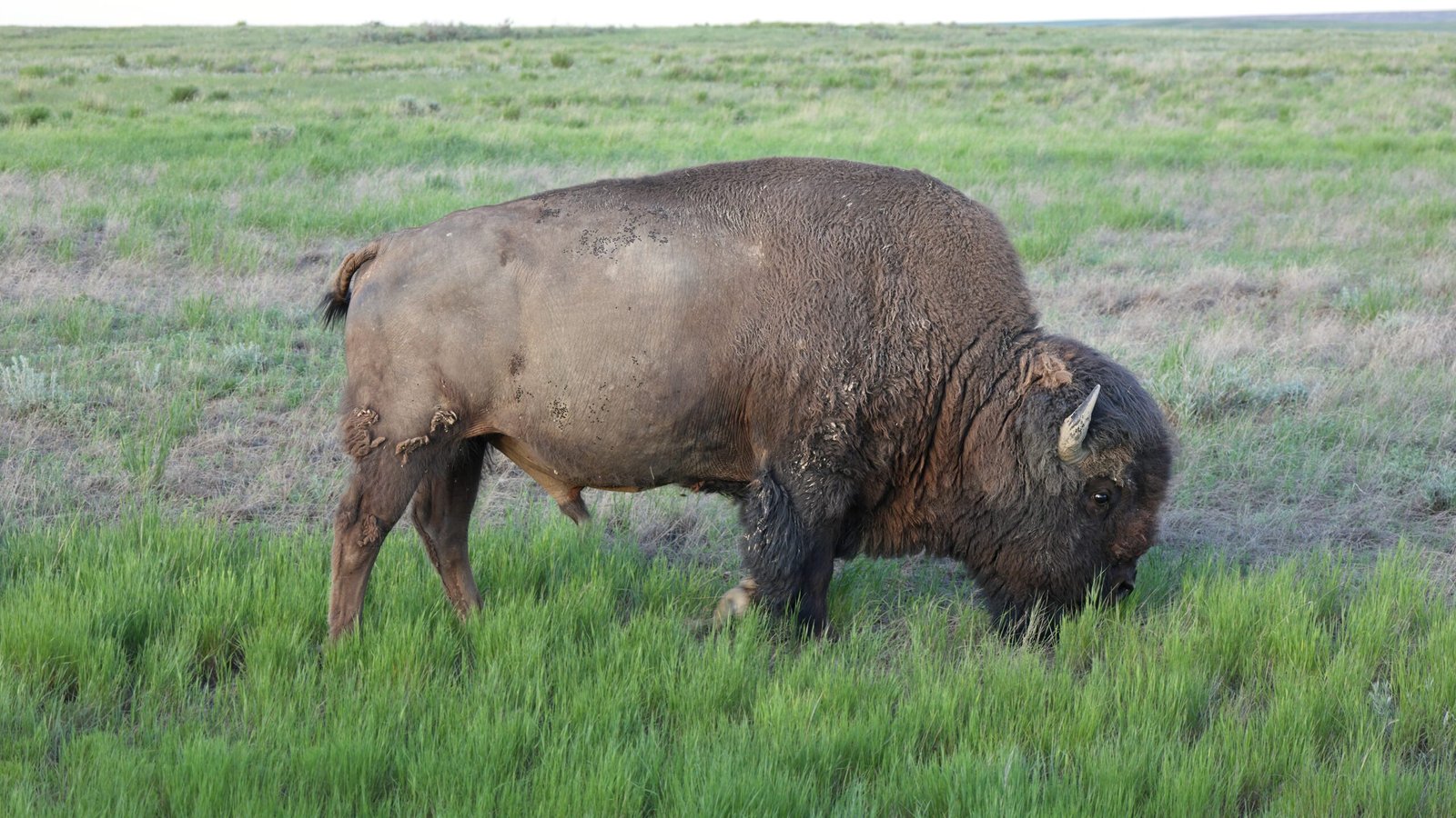 How Bison Shape Plant Communities (image credits: wikimedia)