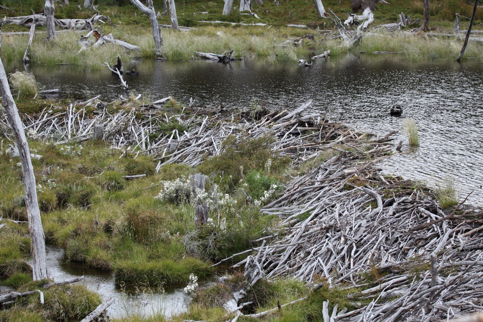 Unintended Benefits: Rewilding Without Human Guidance (image credits: wikimedia)