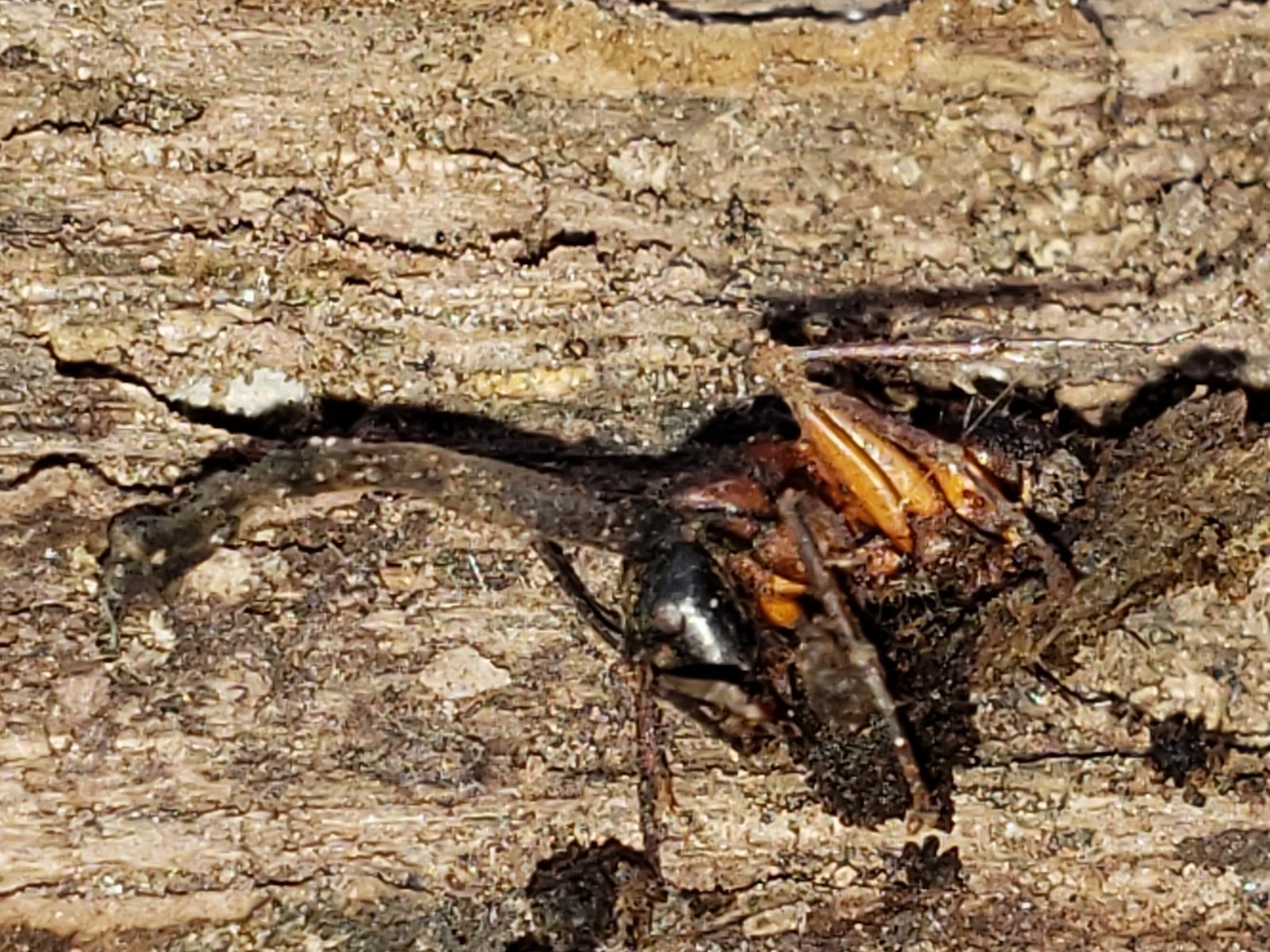 Meet Ophiocordyceps: The Master Manipulator (image credits: wikimedia)