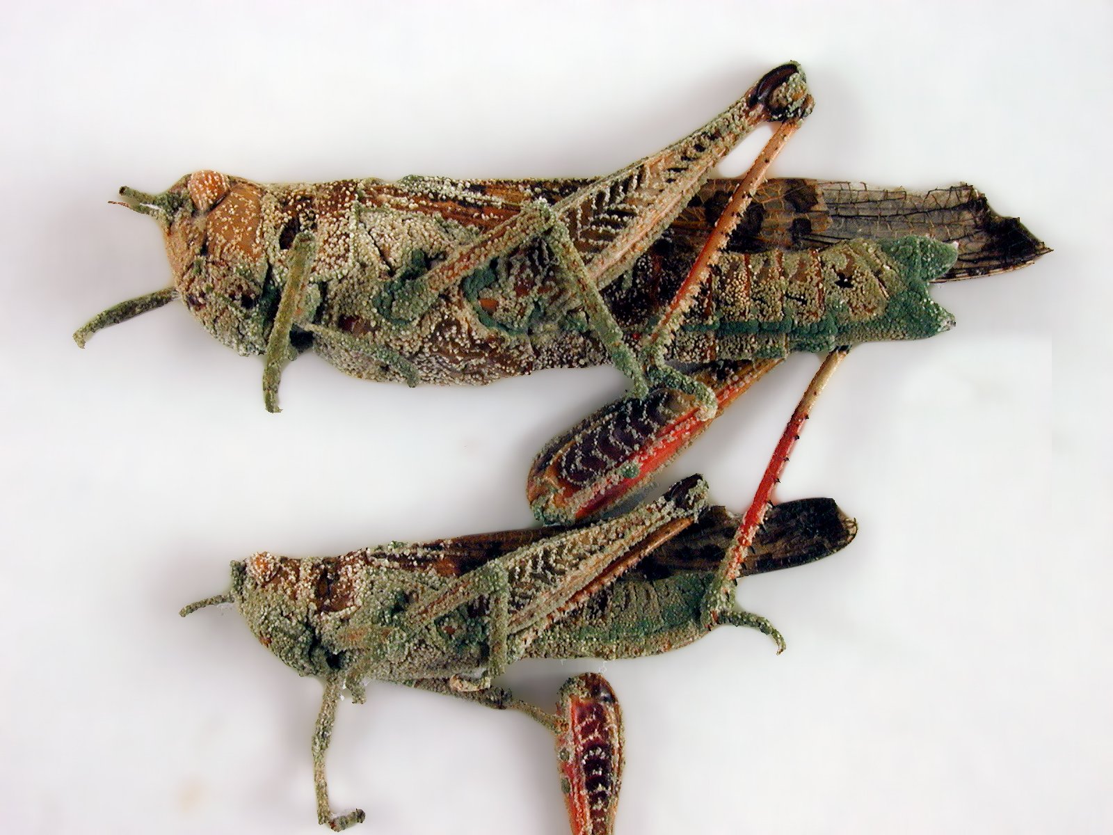 The Death Grip: A Gruesome Finale (image credits: wikimedia)