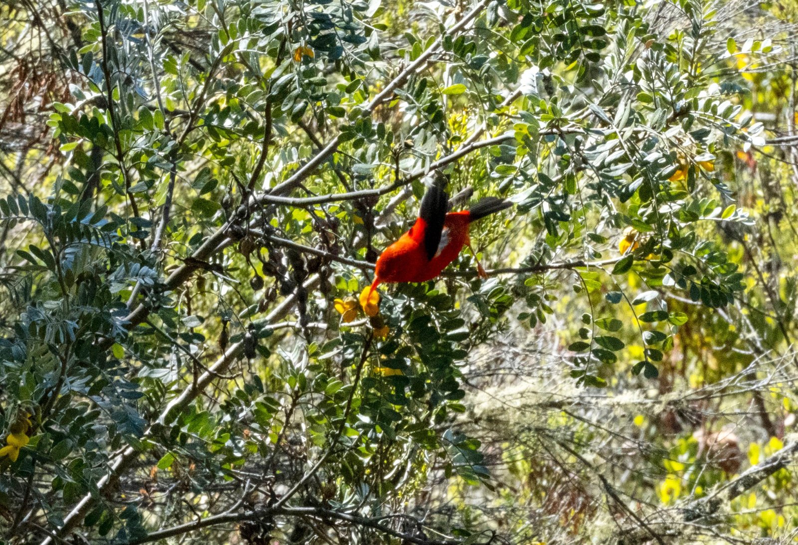 Hawaiian Honeycreepers: Jewels of the Forest (image credits: wikimedia)