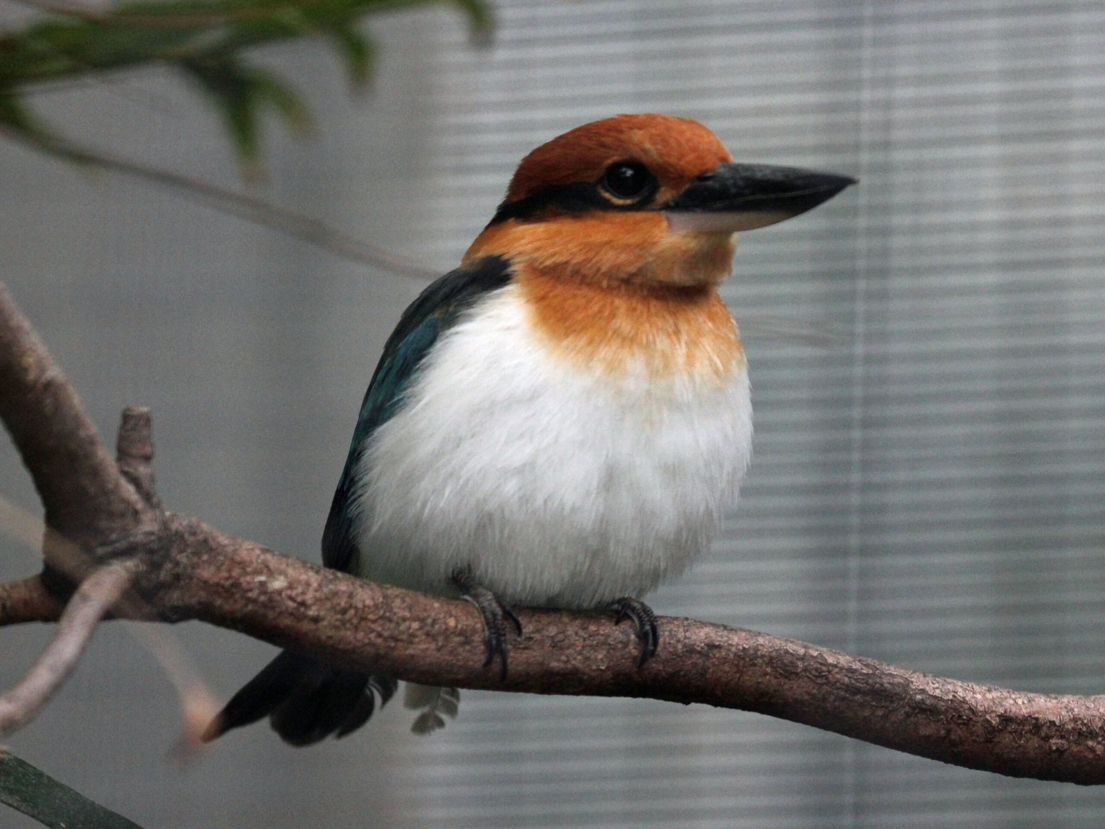 Micronesian Kingfisher: A Bird on the Brink (image credits: wikimedia)