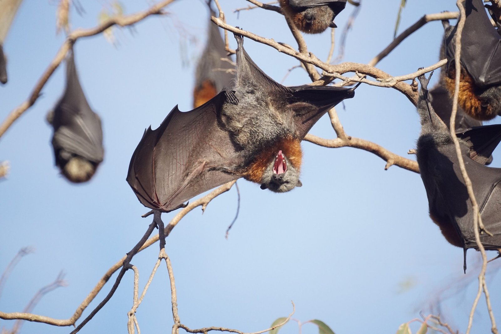 Flying Foxes: The Night Gardeners (image credits: wikimedia)
