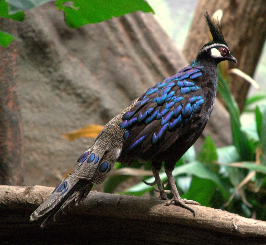 Palawan Peacock-Pheasant: Shimmering in Secrecy (image credits: wikimedia)