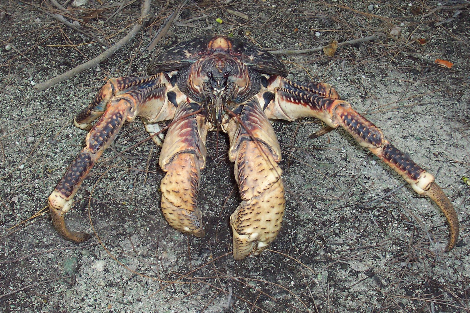 Tuvalu’s Coconut Crab: The Gentle Giant of the Shore (image credits: wikimedia)