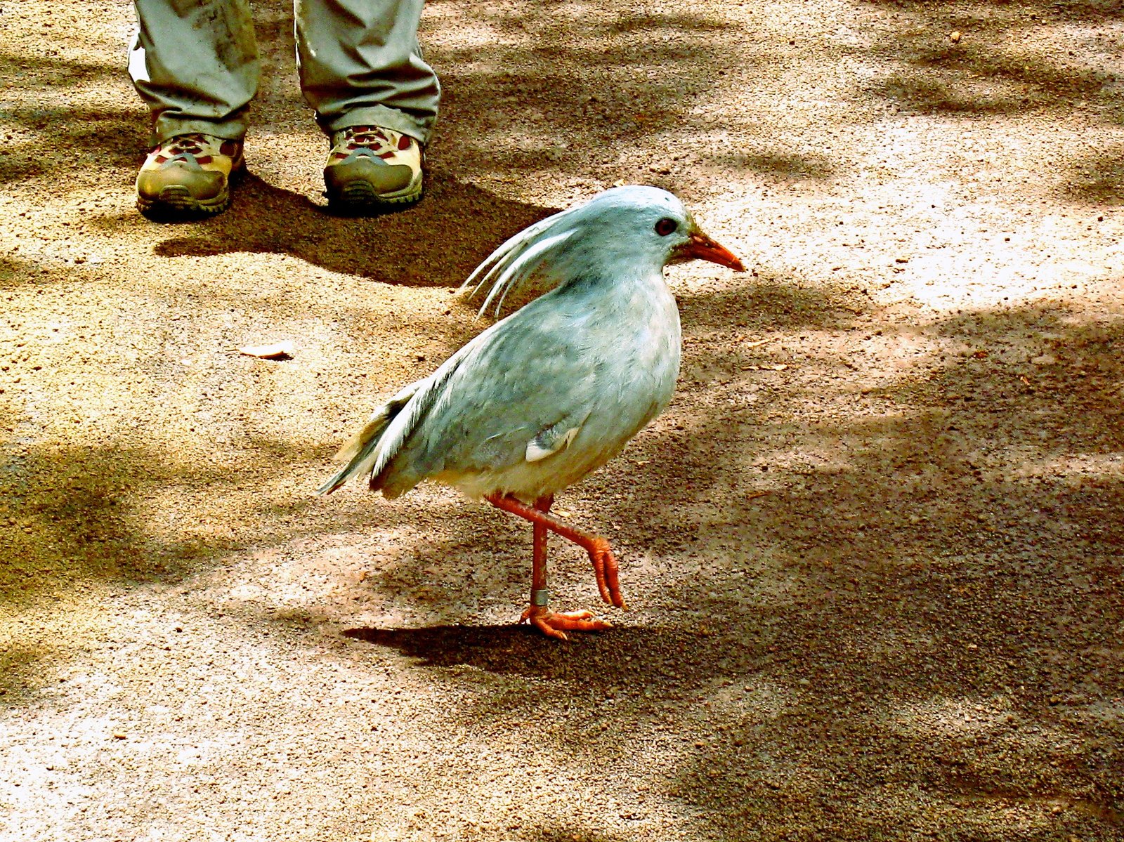New Caledonia’s Kagu: The Ghost Bird (image credits: wikimedia)