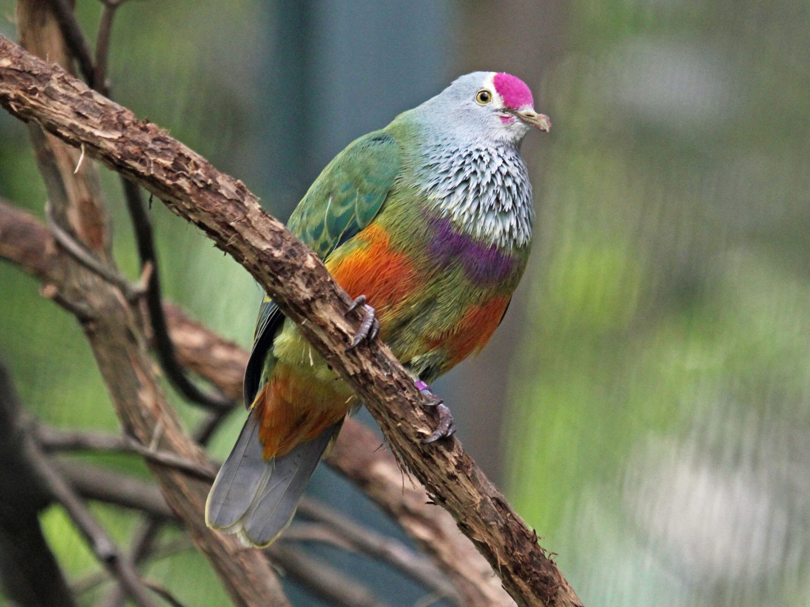 The Mariana Fruit Dove: A Living Symbol of Hope (image credits: wikimedia)