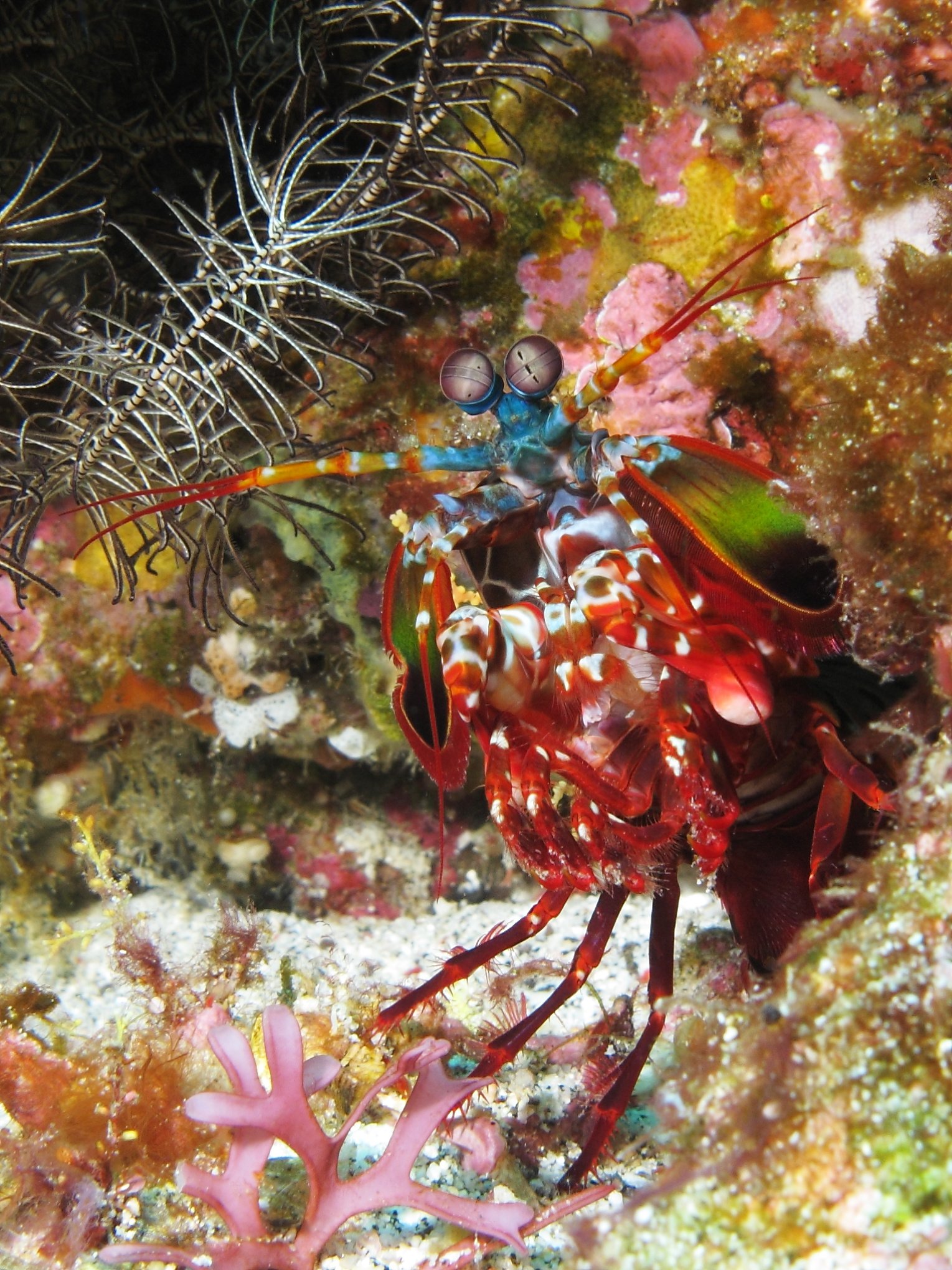 What Is a Mantis Shrimp? (image credits: wikimedia)