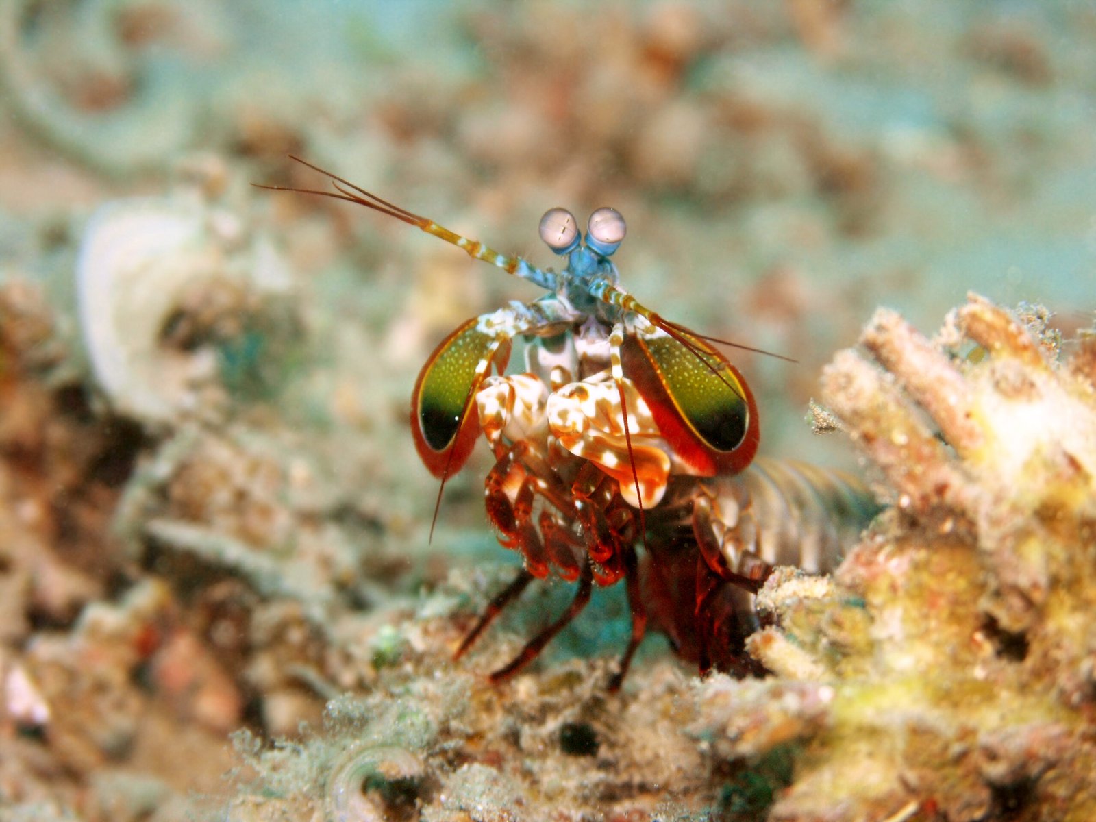Types of Mantis Shrimps: Smashers and Spearers (image credits: wikimedia)