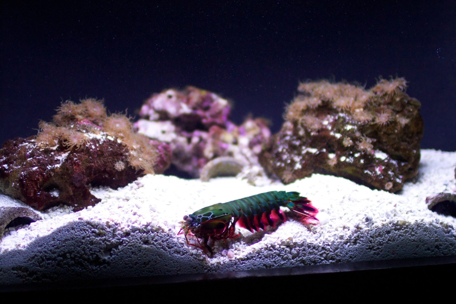 Survival Tactics and Predators (image credits: wikimedia)