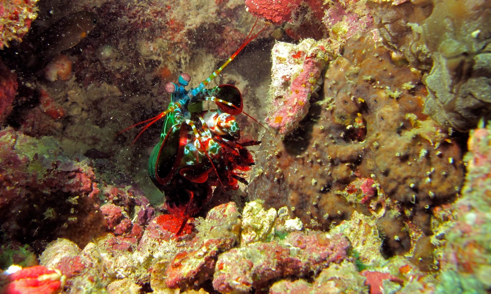 The Role in Marine Ecosystems (image credits: wikimedia)