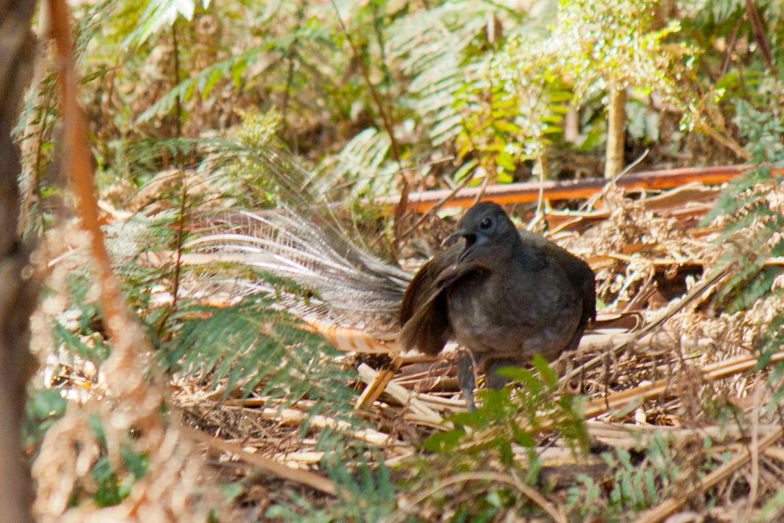 Unbelievable Sound Mimicry: From Chainsaws to Camera Shutters (image credits: wikimedia)