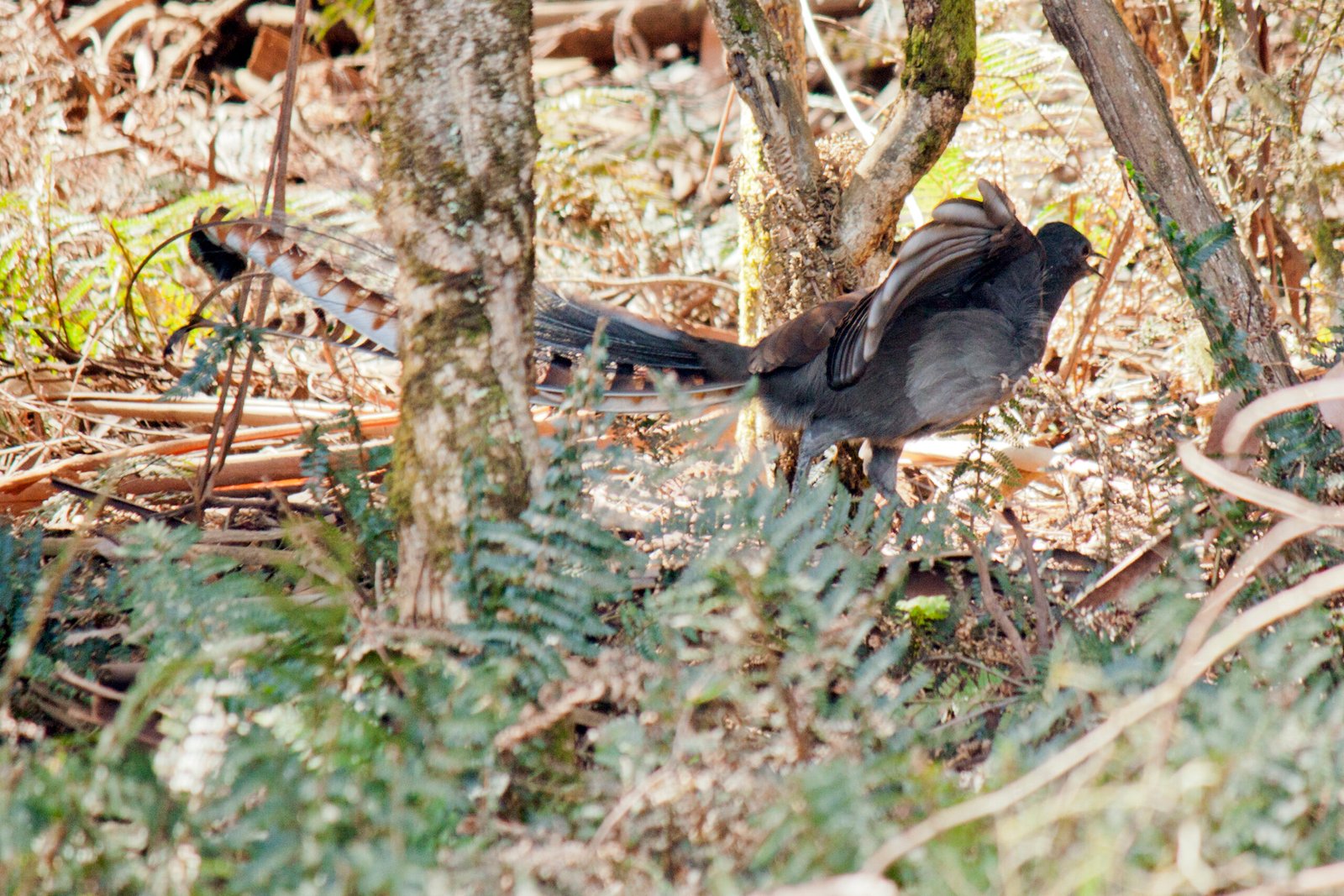 The Role of Mimicry in Lyrebird Communication (image credits: wikimedia)