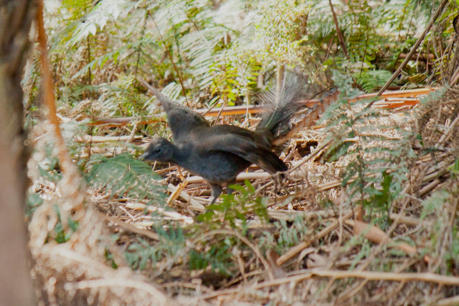 Lyrebirds and Human Encounters: Awe and Amusement (image credits: wikimedia)