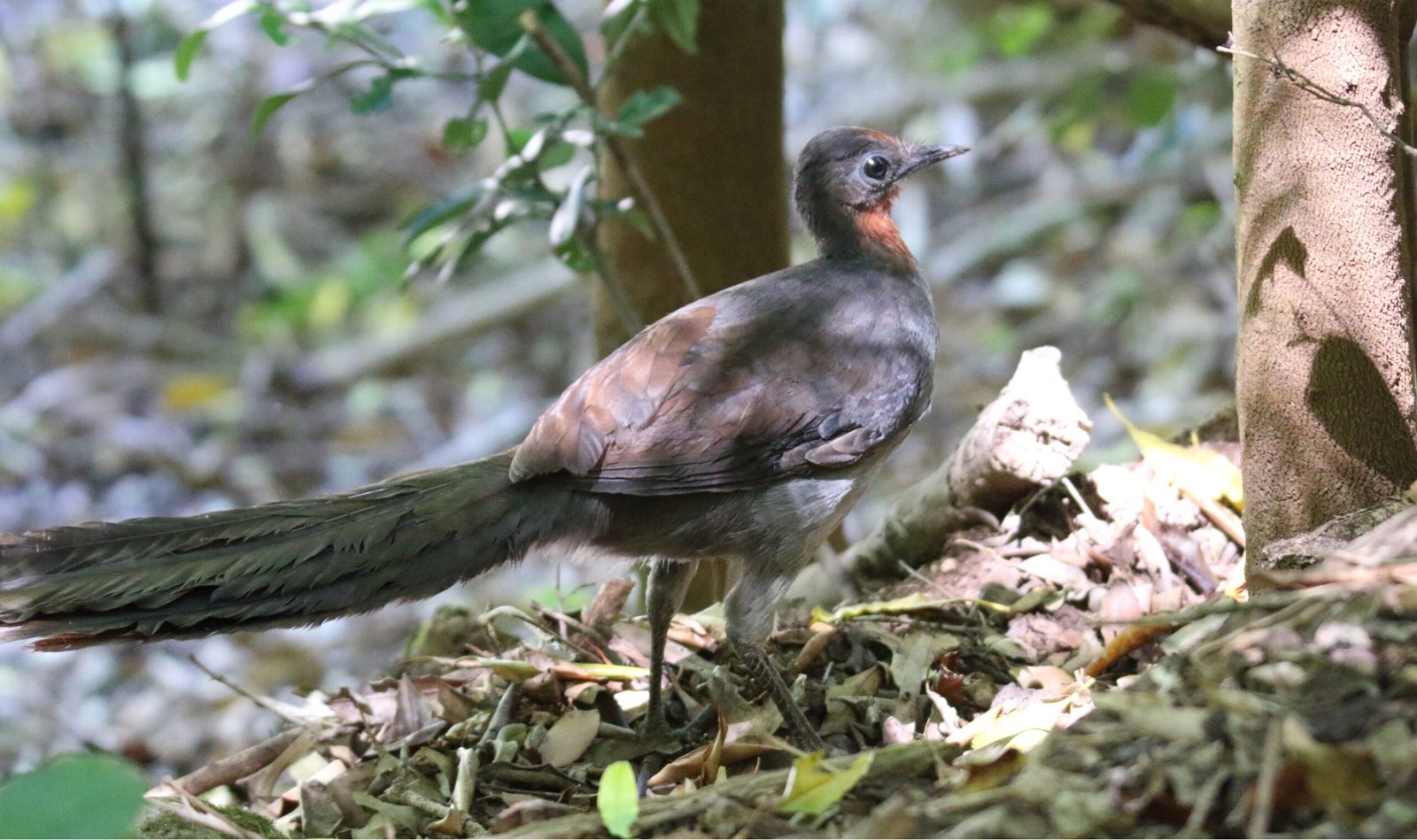 Lyrebird Songs Across the Seasons (image credits: wikimedia)
