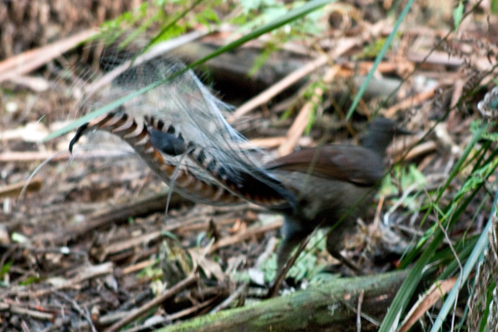 A Call to Listen: The Future of the Lyrebird (image credits: wikimedia)