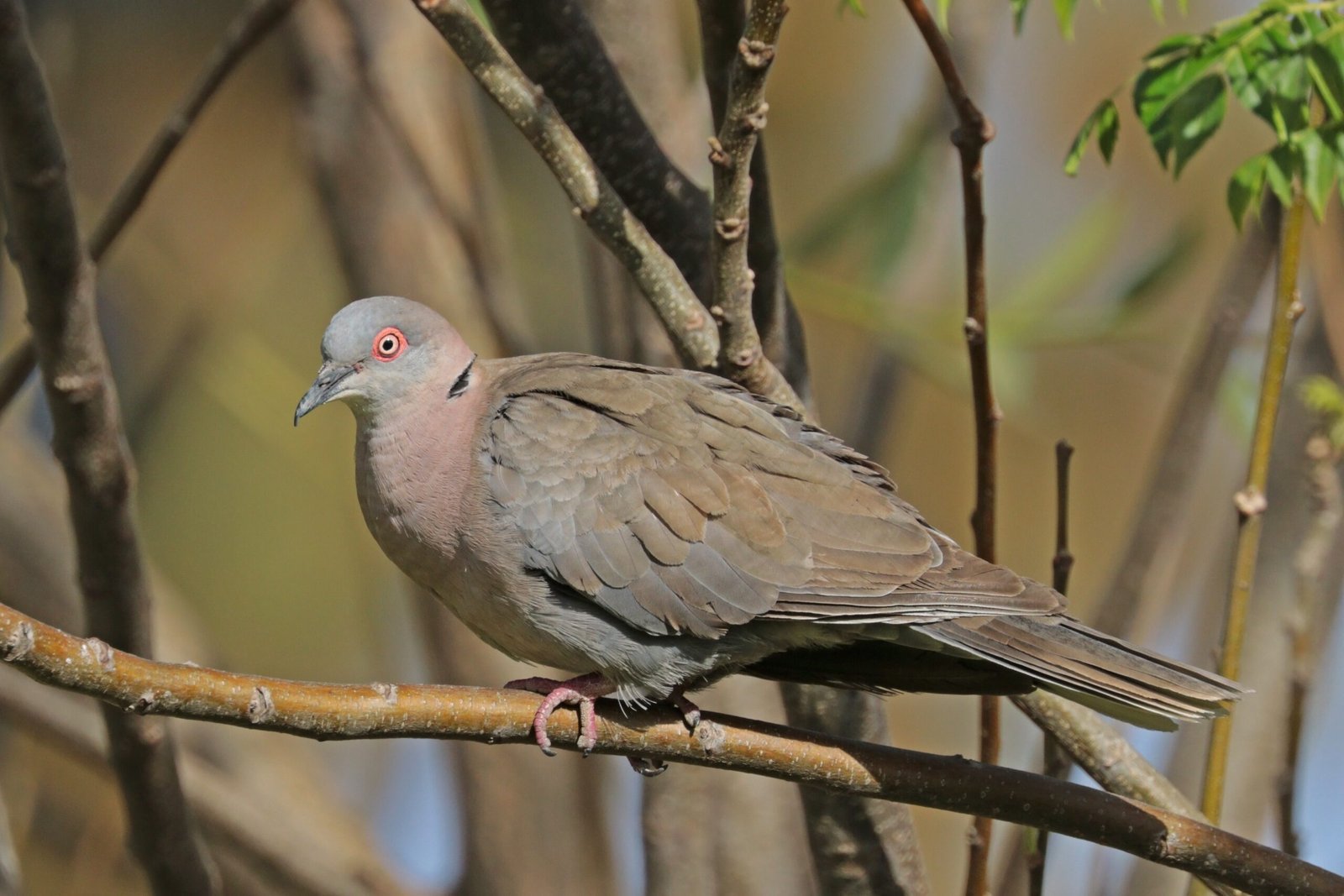 Birds: Mourning on Feathered Wings (image credits: wikimedia)