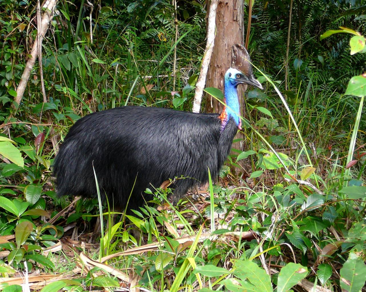 The Mysterious Life of the Cassowary (image credits: wikimedia)