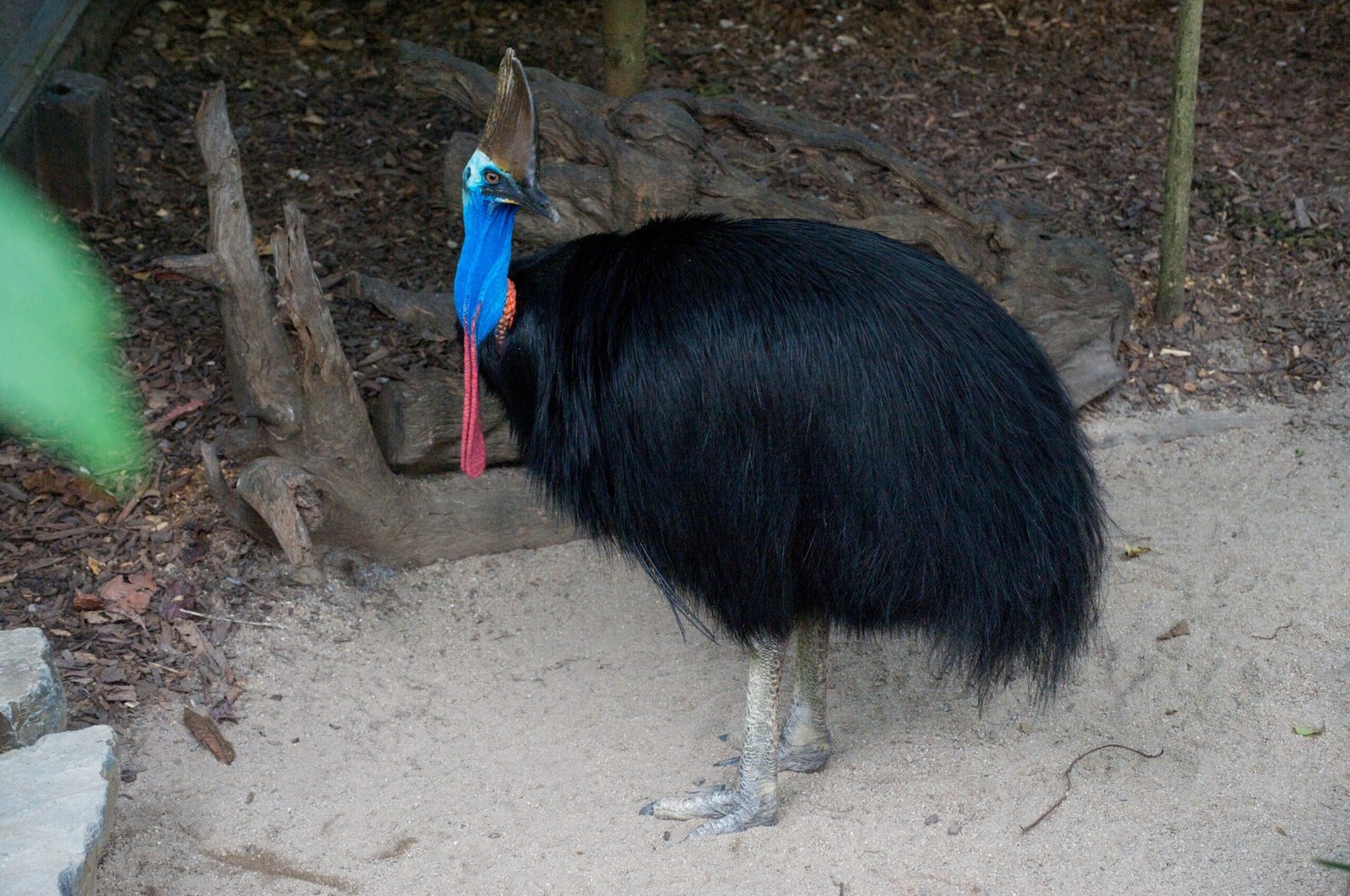 Rainforest Ecosystem Engineer (image credits: wikimedia)
