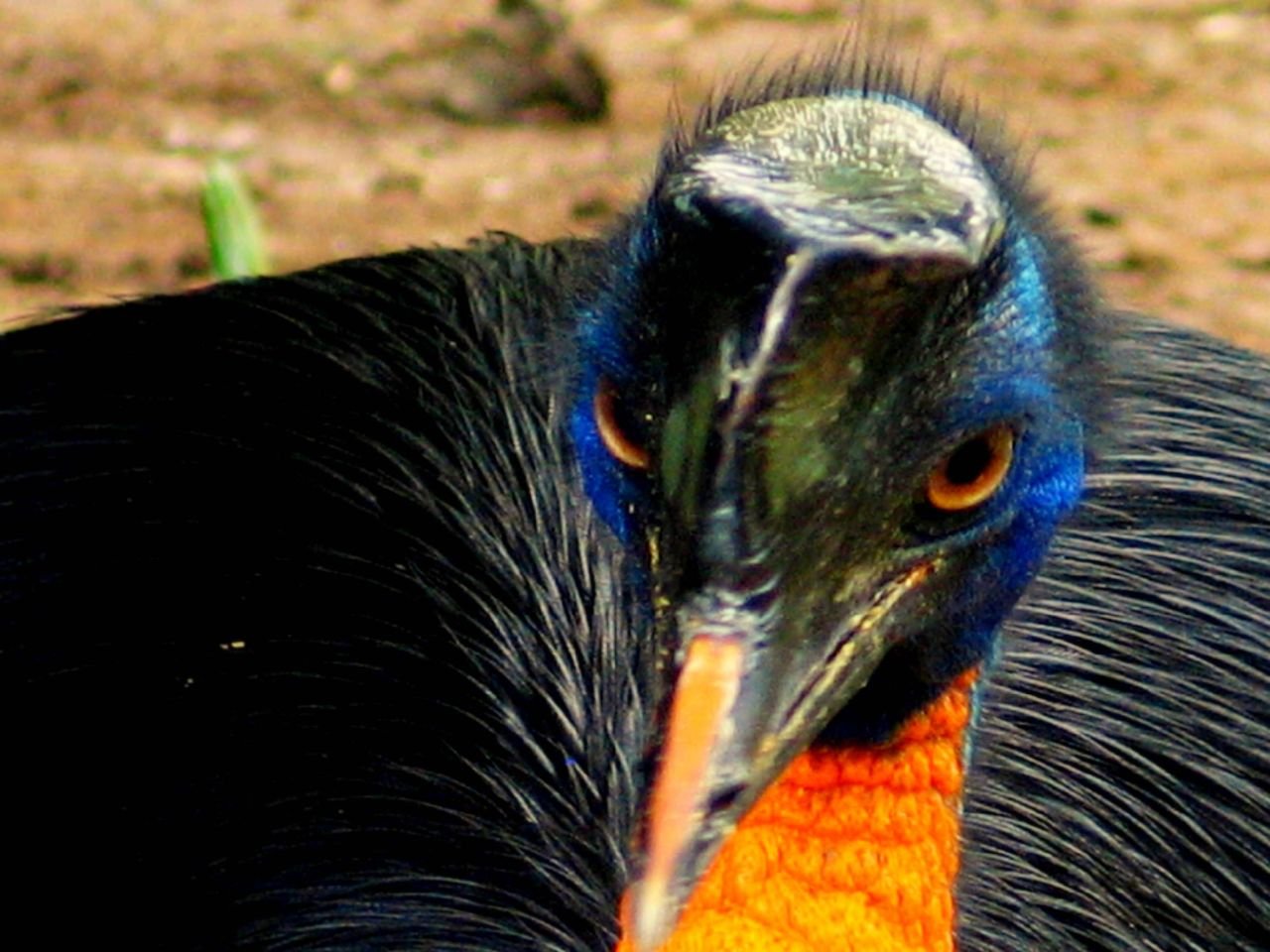 The “World’s Most Dangerous Bird” (image credits: wikimedia)