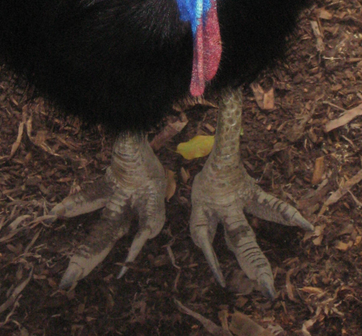 What the Future Holds for Cassowaries and Rainforests (image credits: wikimedia)