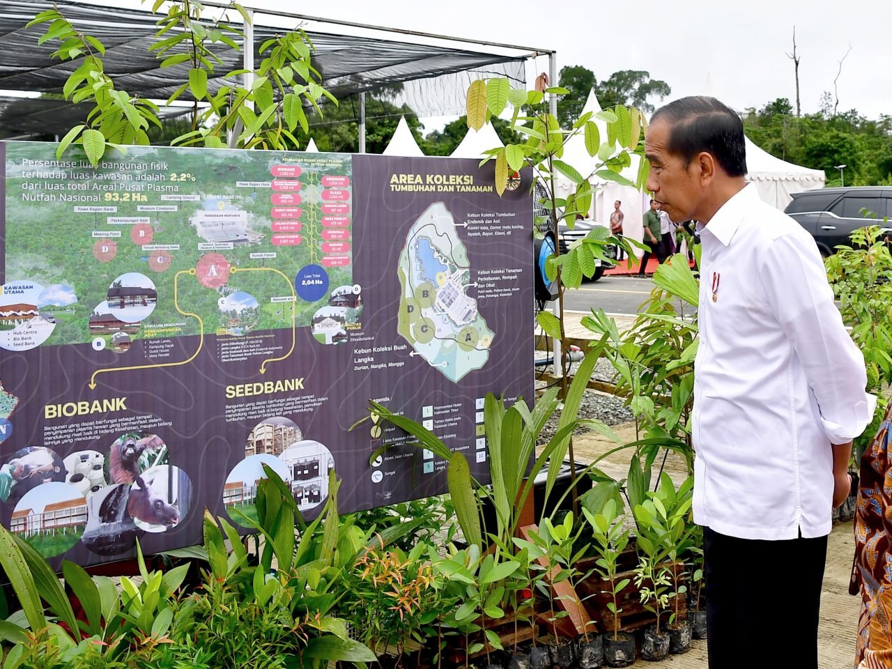 The Science Behind Plant Communication (image credits: wikimedia)