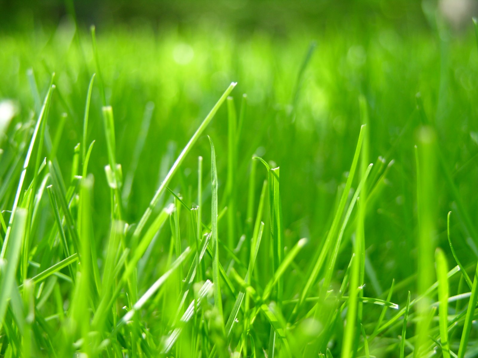 A New Respect for the Grass Beneath Our Feet (image credits: wikimedia)