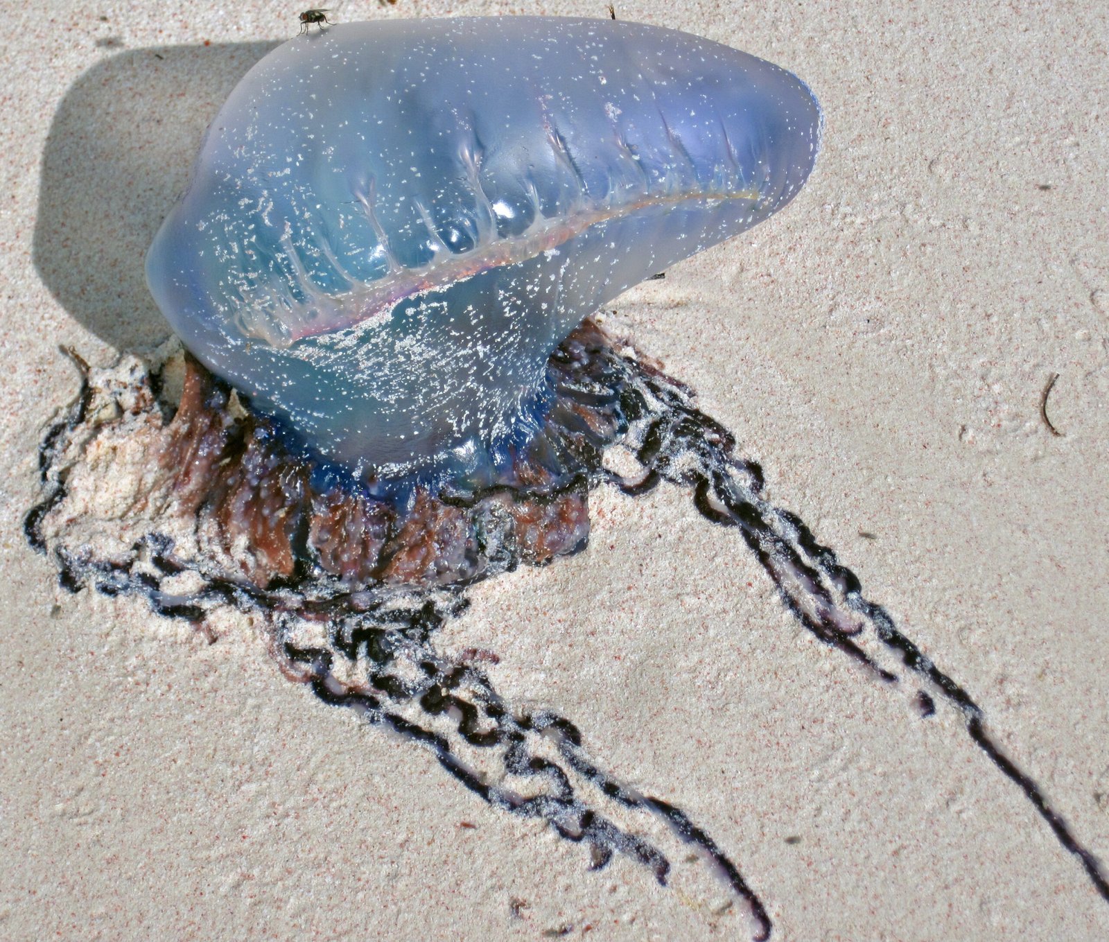 Tentacles That Stretch Beyond Imagination (image credits: wikimedia)