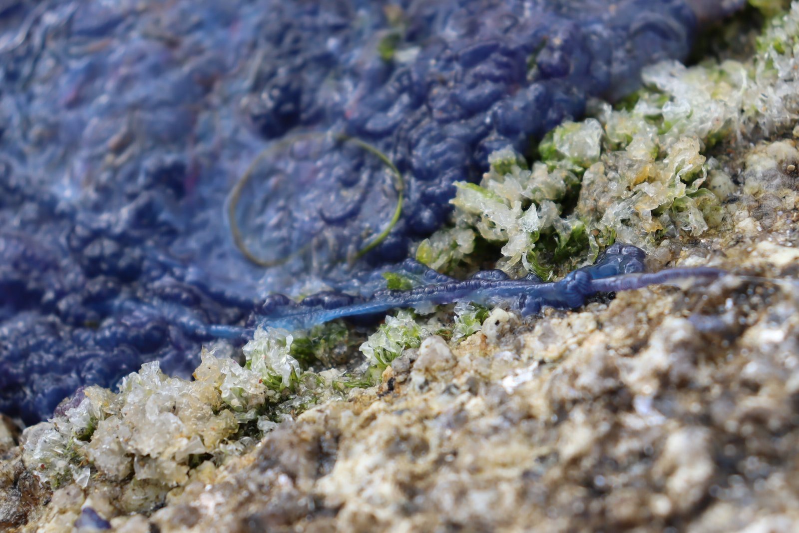 The Deadly Secret of the Tentacles (image credits: wikimedia)