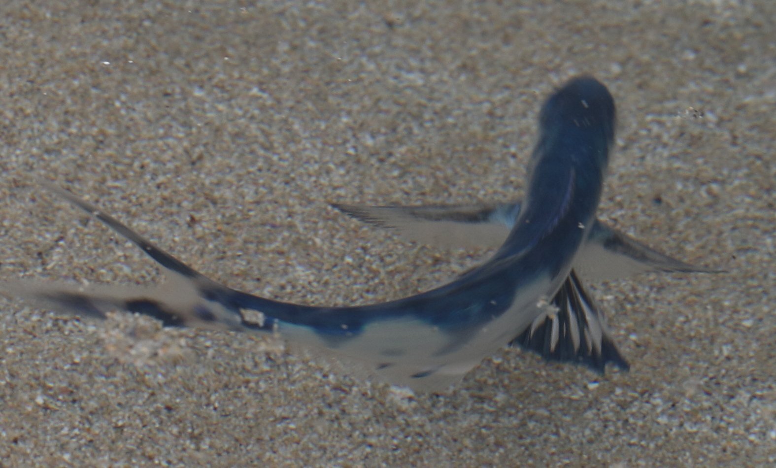 More Than Meets the Eye: The Role of Symbiosis (image credits: wikimedia)