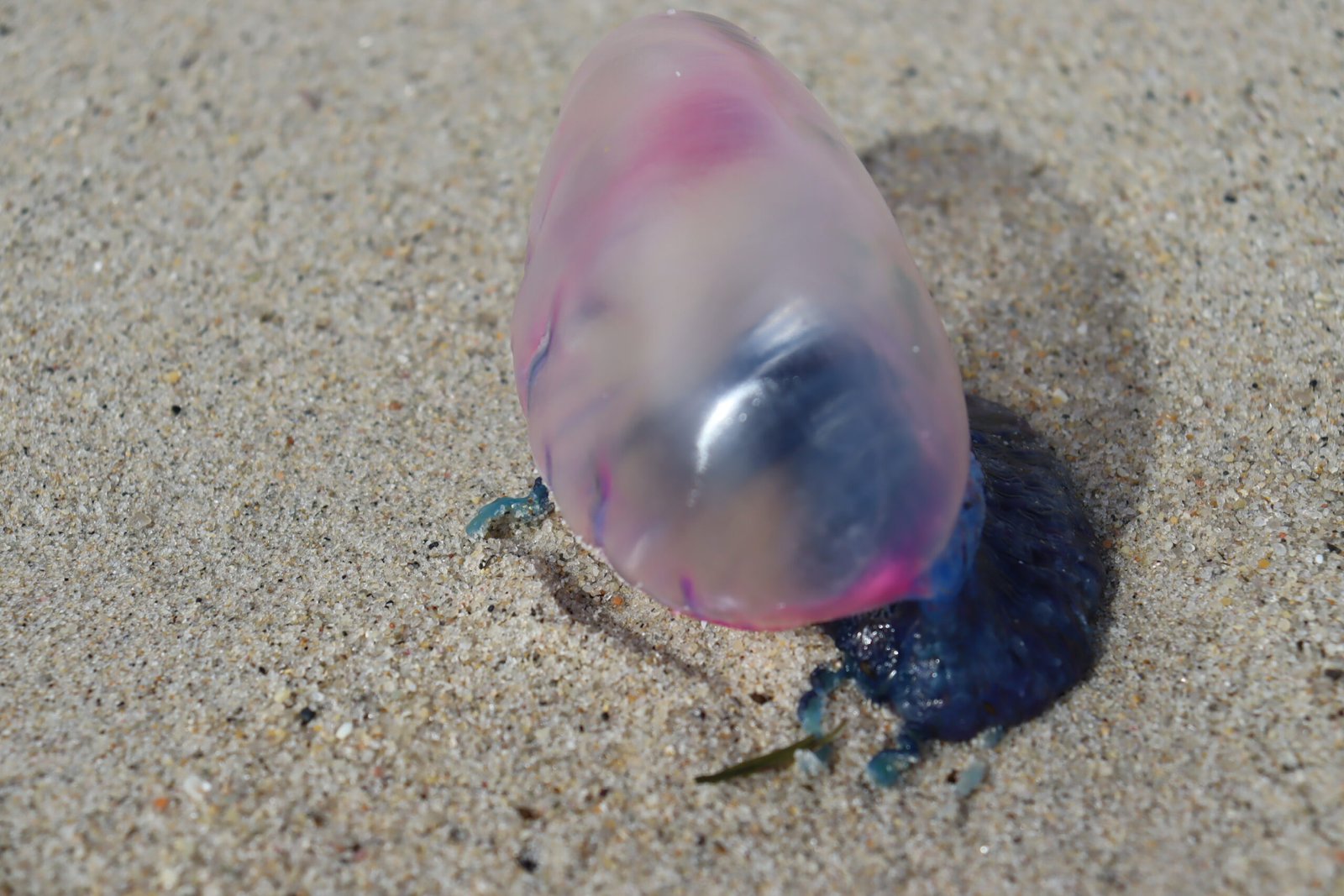Masters of the Open Ocean: Global Travelers (image credits: wikimedia)