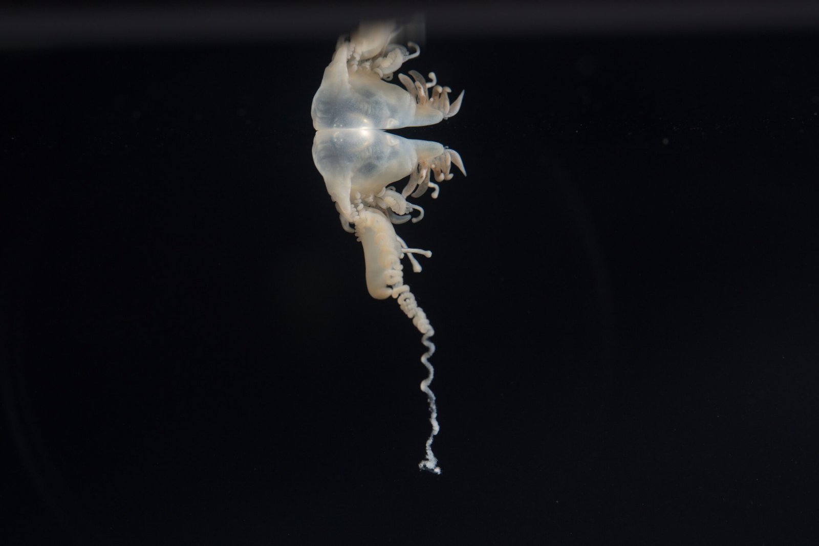 Outsizing Whales: A Matter of Perspective (image credits: wikimedia)