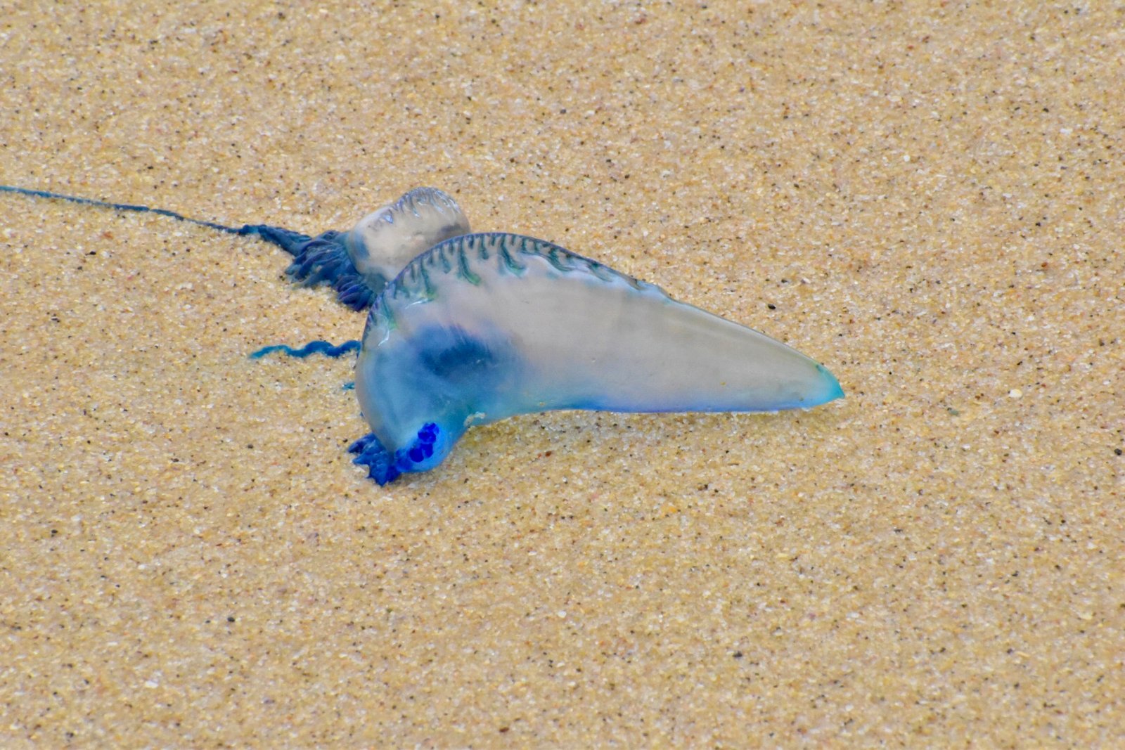 The Lure and Danger for Humans (image credits: wikimedia)