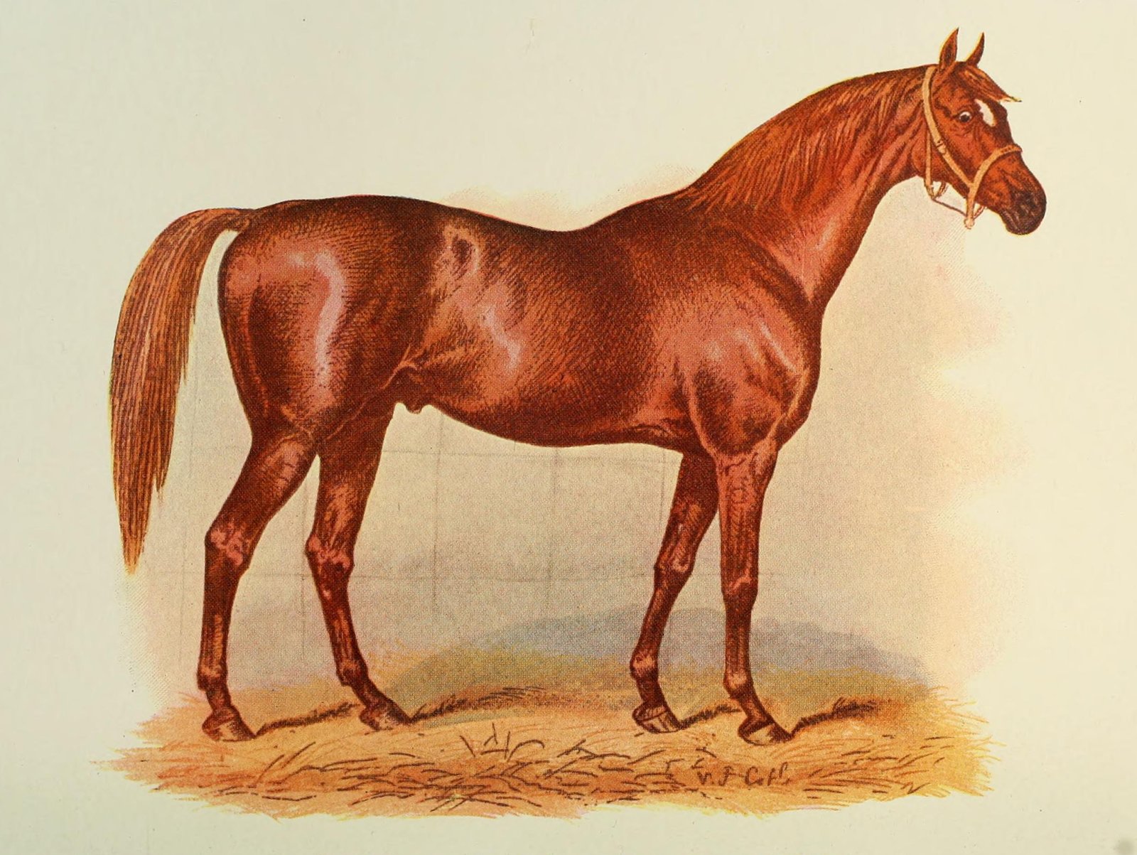 The Anatomy of Speed (image credits: wikimedia)