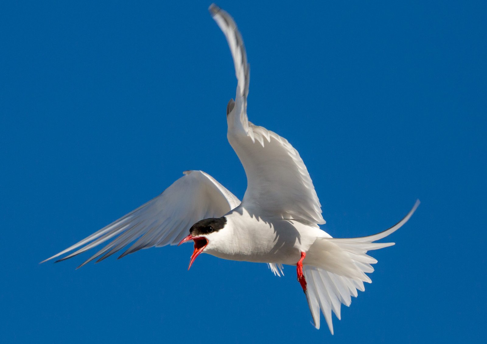 The Arctic Tern: Small Bird, Big Journey (image credits: wikimedia)