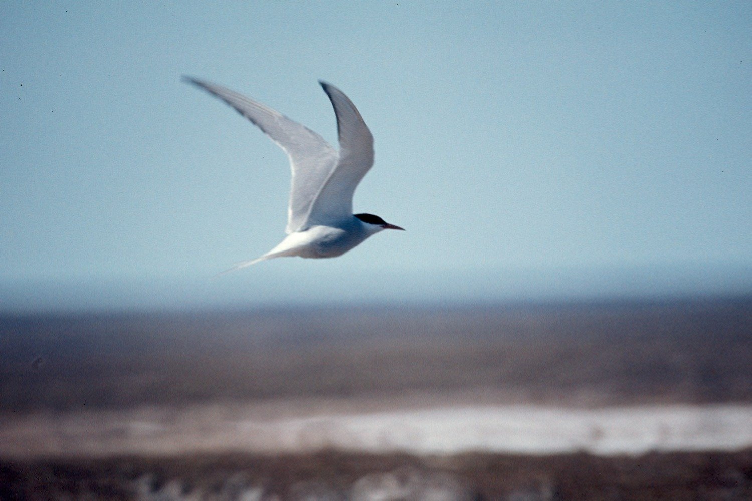 Surviving the Elements: Challenges of a Global Journey (image credits: wikimedia)