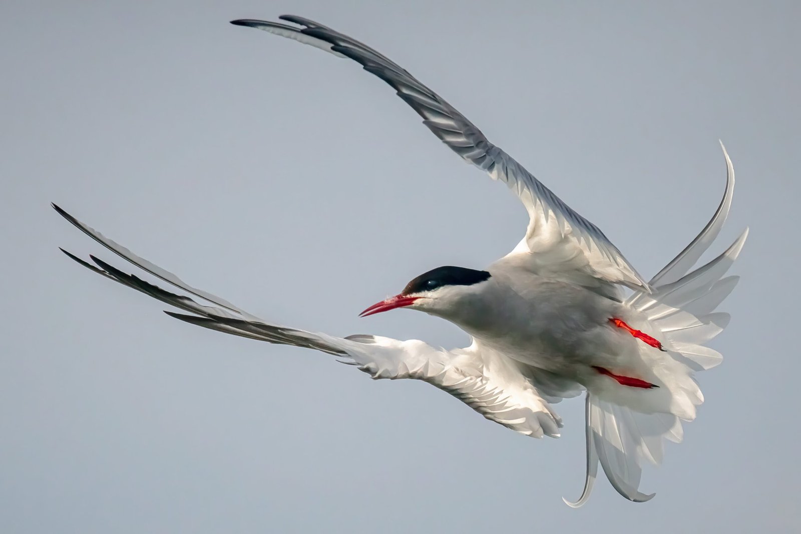Lessons from the Arctic Tern: The Spirit of Endurance (image credits: wikimedia)