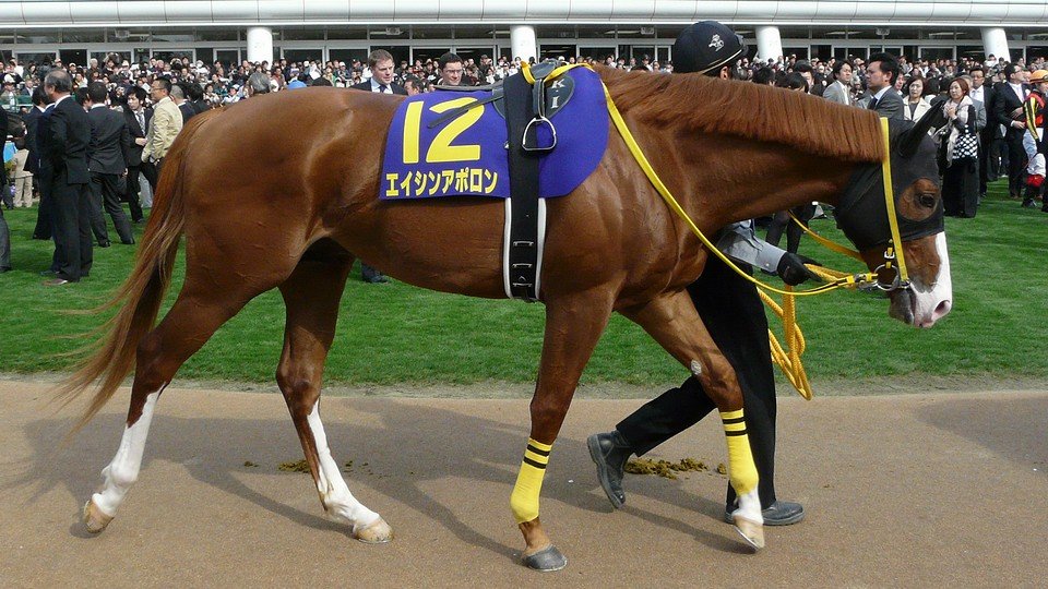 Long, Flexible Legs: Built for Stride (image credits: wikimedia)