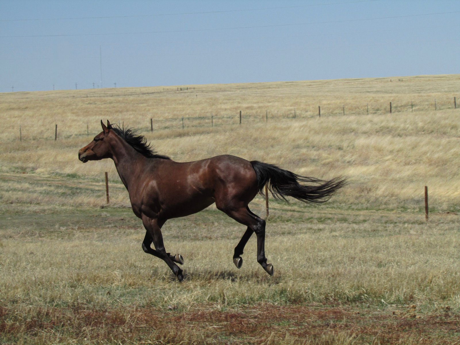 The Drive to Win: Spirit and Temperament (image credits: wikimedia)