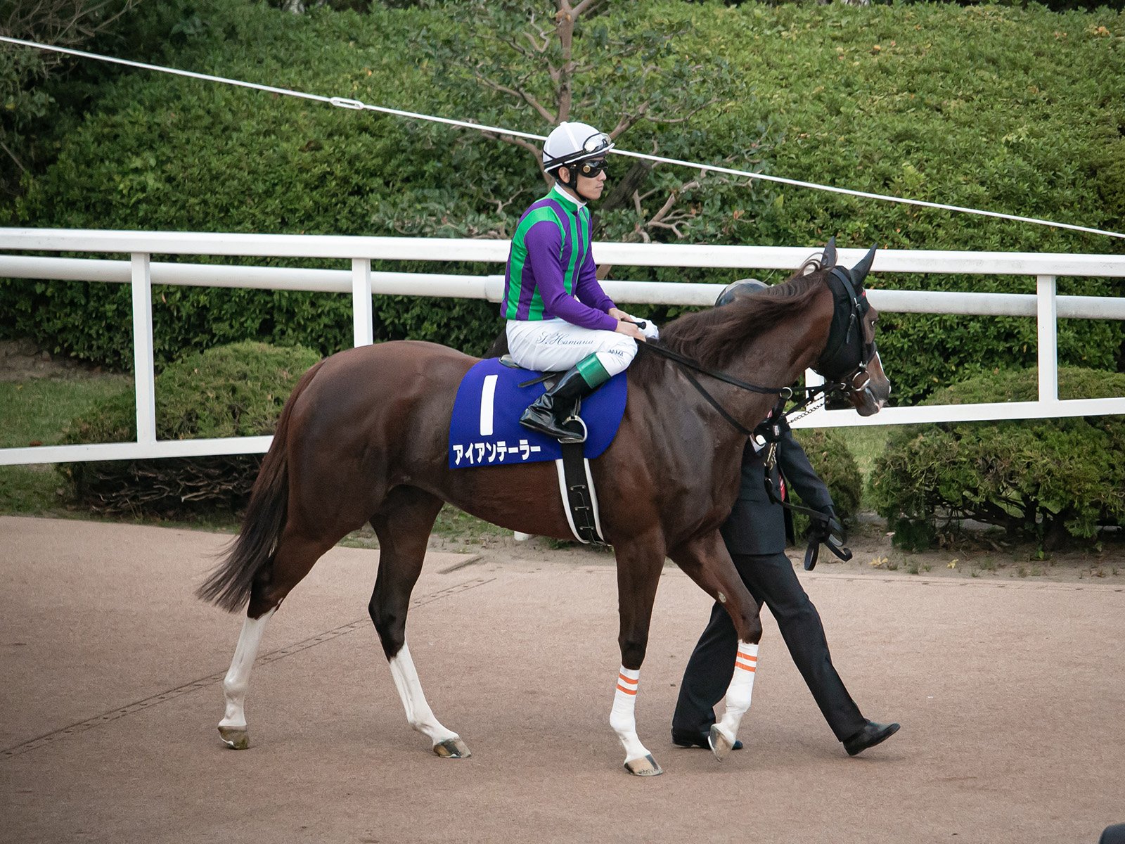 The Future of Racehorse Speed (image credits: wikimedia)