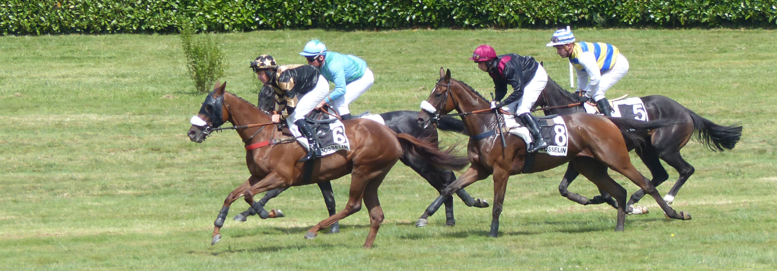 Kentucky Derby Biology: What Makes a Racehorse So Fast?