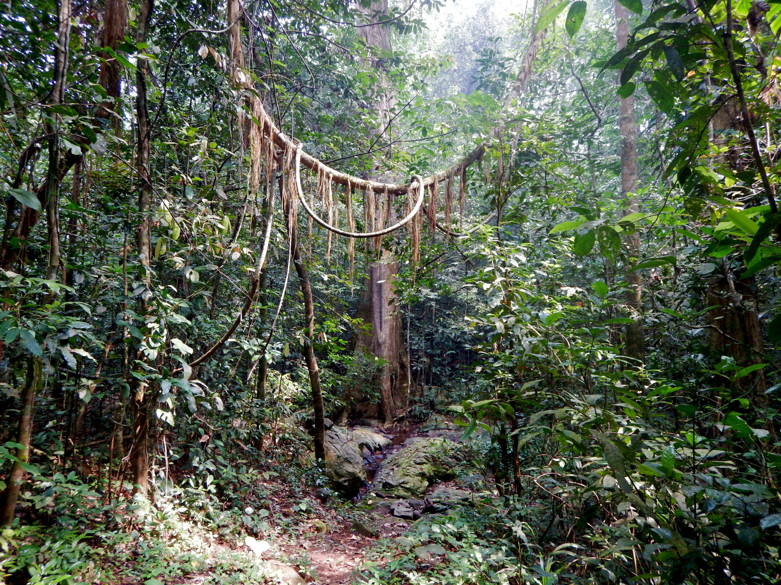 Sacred Groves of India: Biodiversity Hotspots Rooted in Tradition