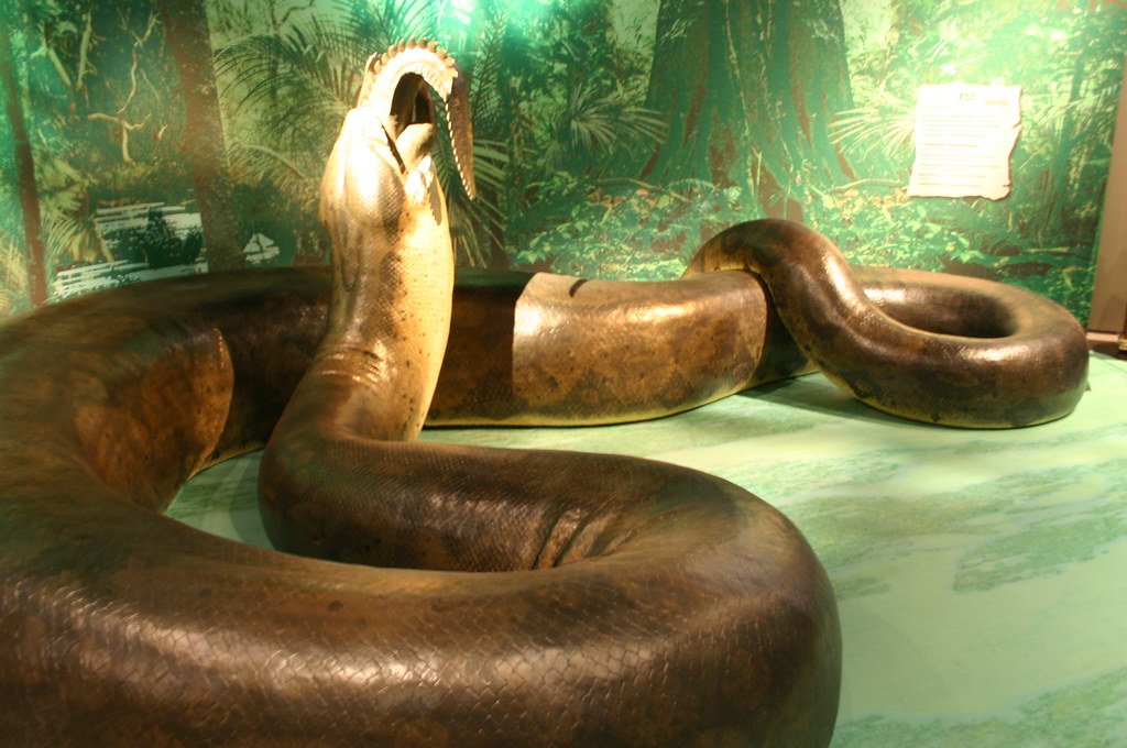 Titanoboa