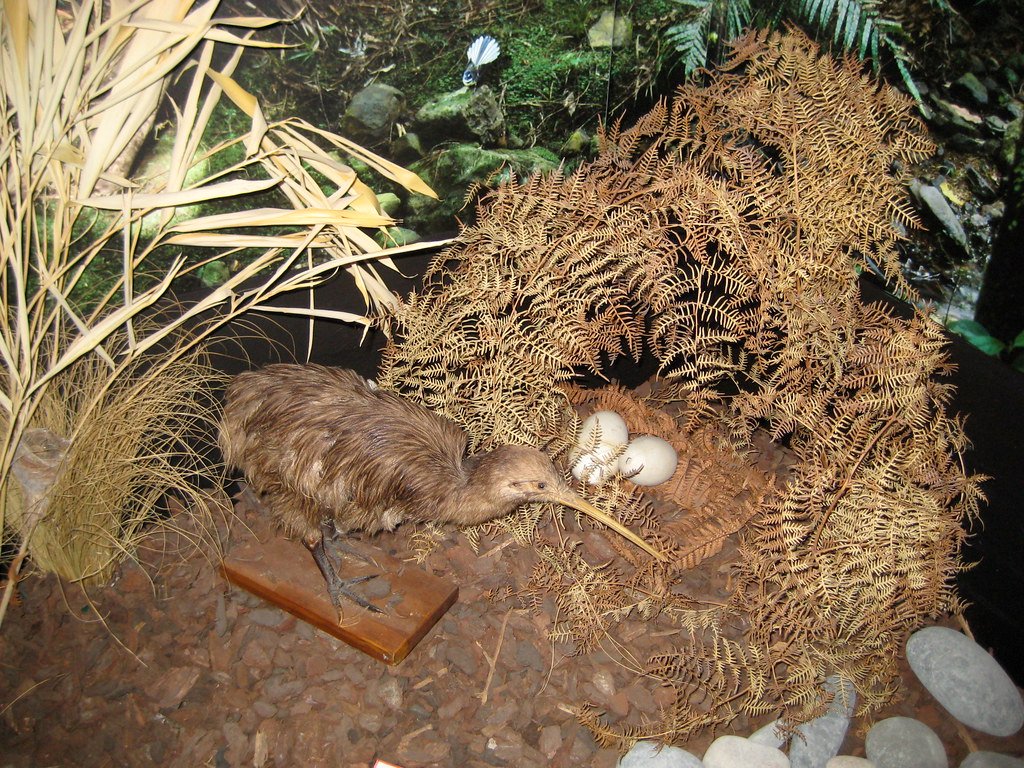 Kiwi bird