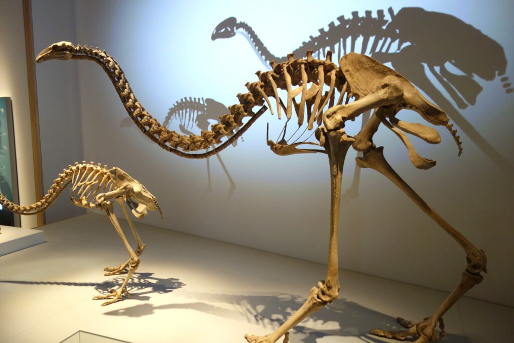 giant moa